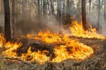 Feux de forêts mortels au Népal