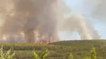 Incendie dans l'Hérault : 250 pompiers mobilisés, près de 100 hectares parcourus par les flammes